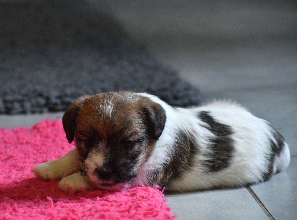 Des Gerveilles - Chiot disponible  - Jack Russell Terrier