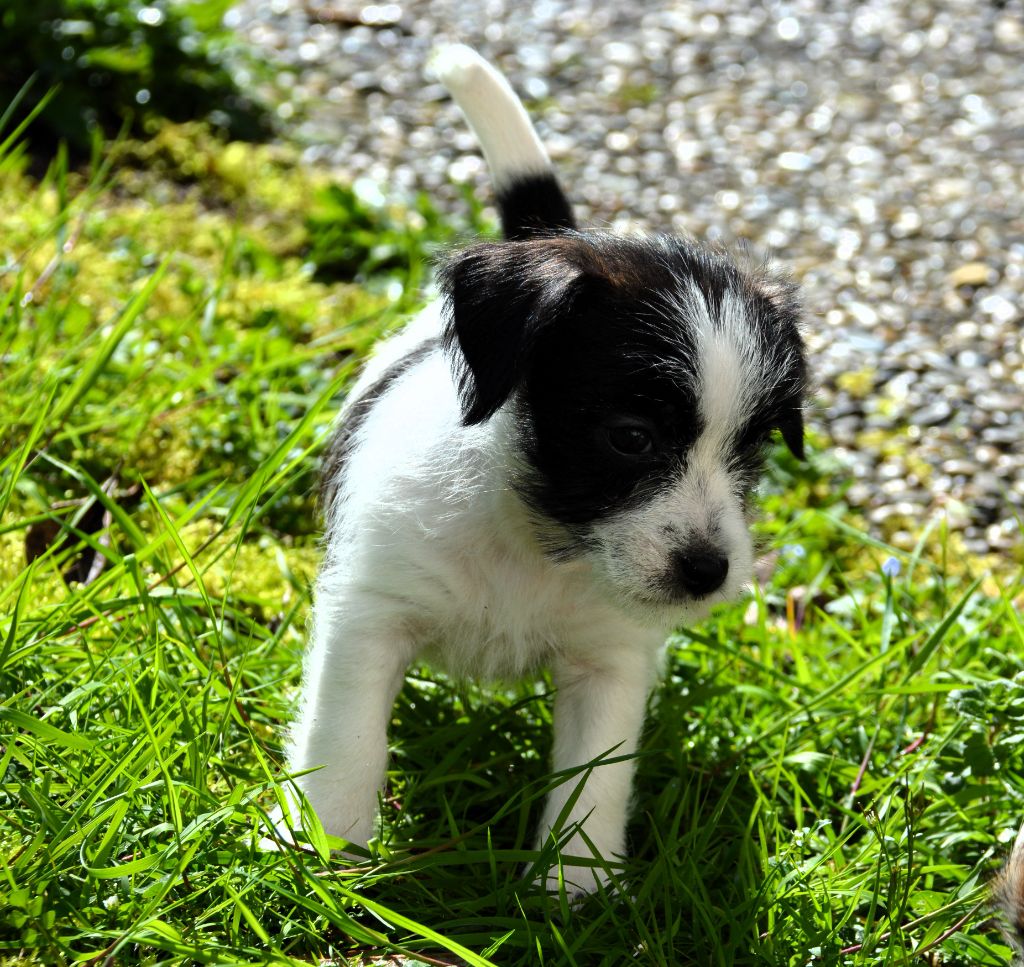 Des Gerveilles - Chiot disponible  - Jack Russell Terrier