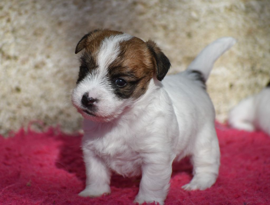 Des Gerveilles - Chiot disponible  - Jack Russell Terrier