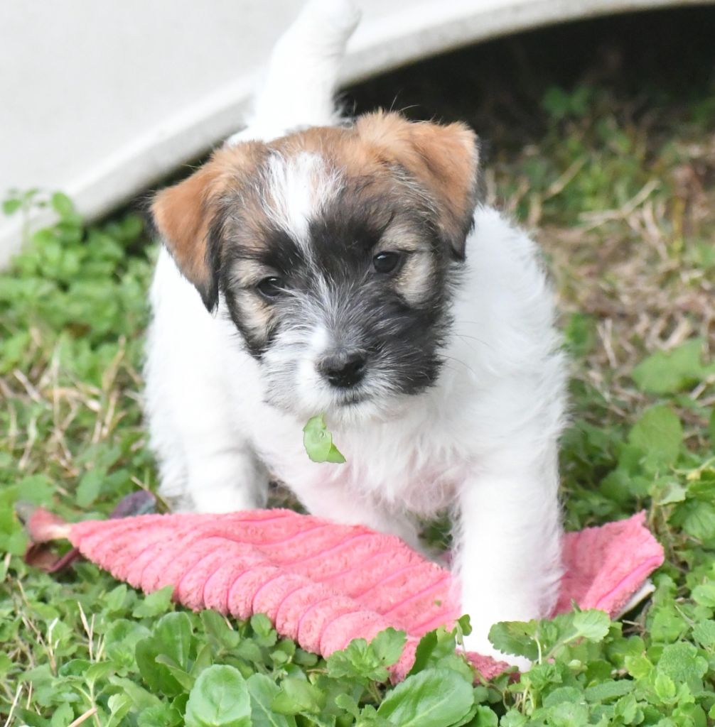 chiot Jack Russell Terrier Des Gerveilles