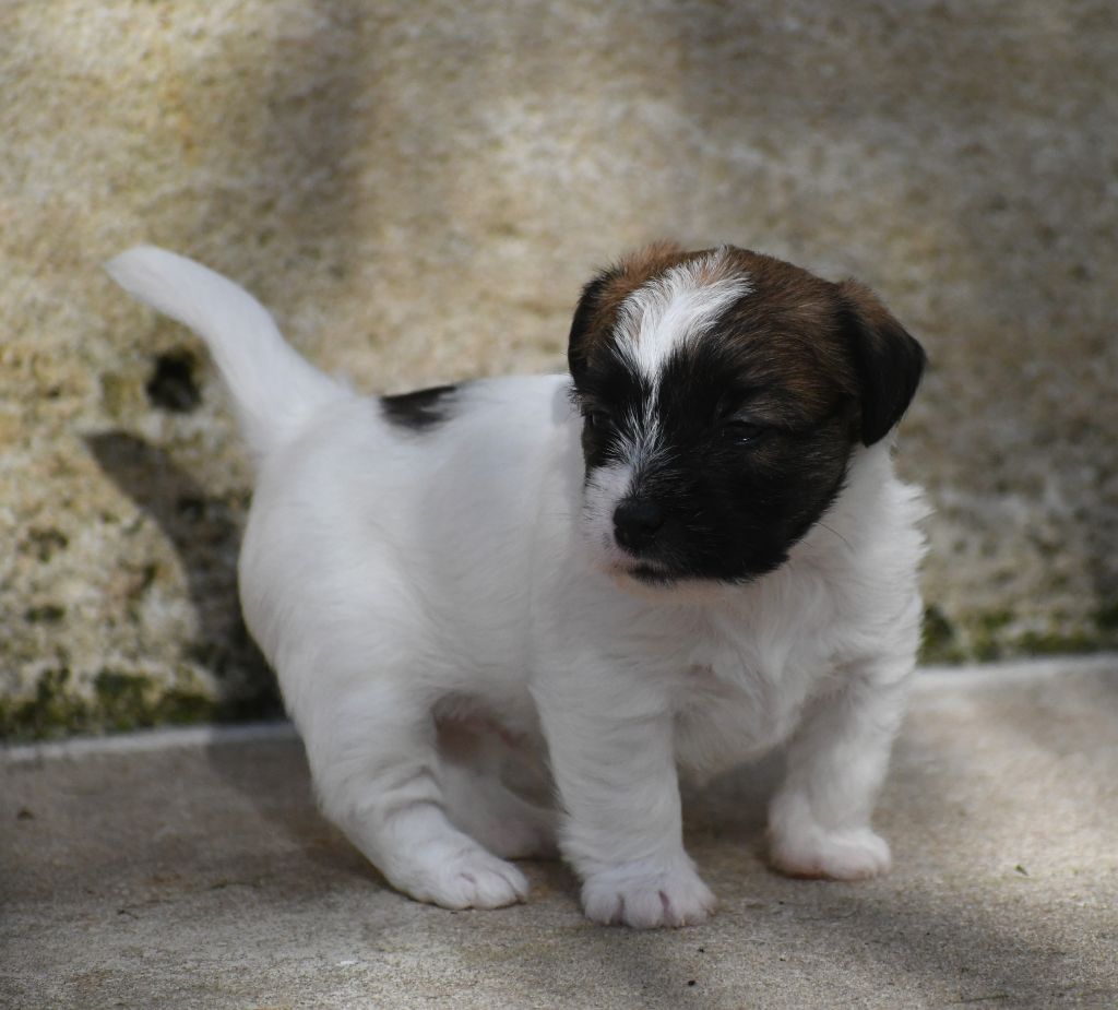 Des Gerveilles - Chiot disponible  - Jack Russell Terrier