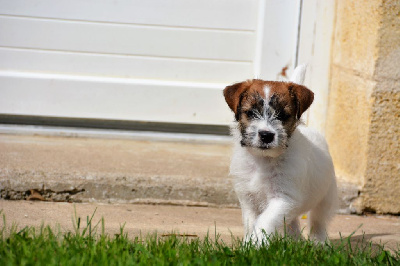 Des Gerveilles - Jack Russell Terrier - Portée née le 23/02/2022