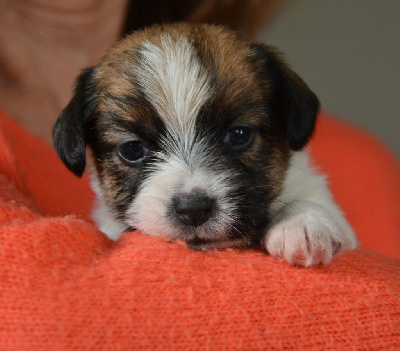 Des Gerveilles - Jack Russell Terrier - Portée née le 07/01/2024