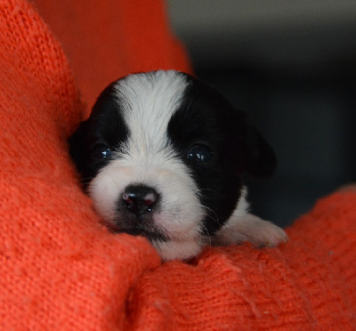 Des Gerveilles - Jack Russell Terrier - Portée née le 15/01/2024