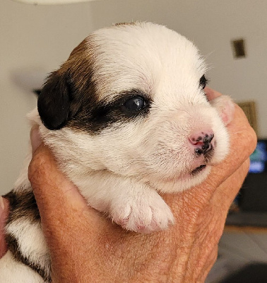 Des Gerveilles - Jack Russell Terrier - Portée née le 17/07/2022
