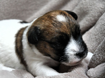 Des Gerveilles - Jack Russell Terrier - Portée née le 28/03/2024