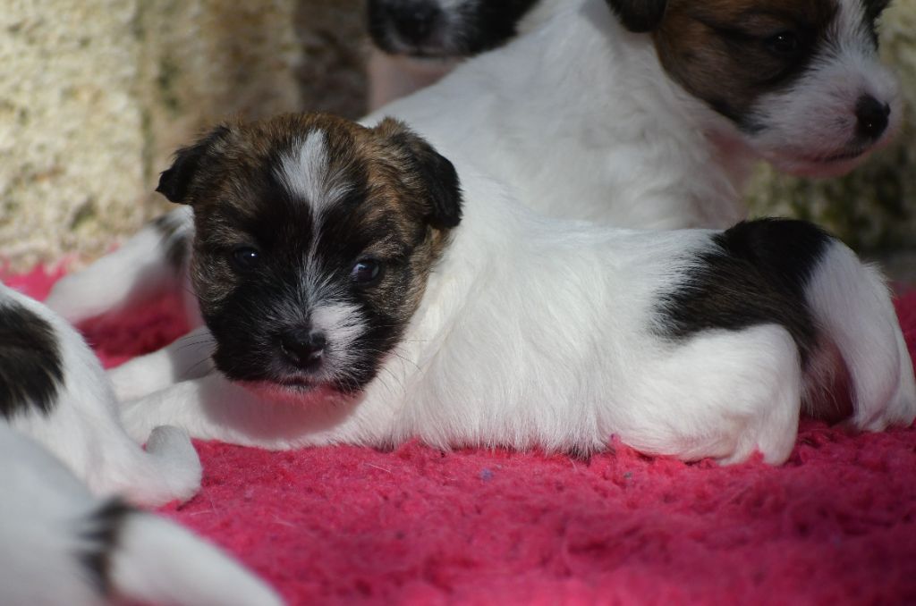 Des Gerveilles - Chiot disponible  - Jack Russell Terrier