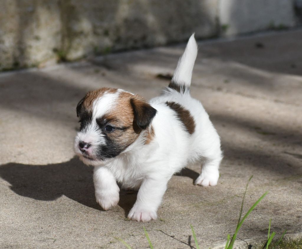 Des Gerveilles - Chiot disponible  - Jack Russell Terrier