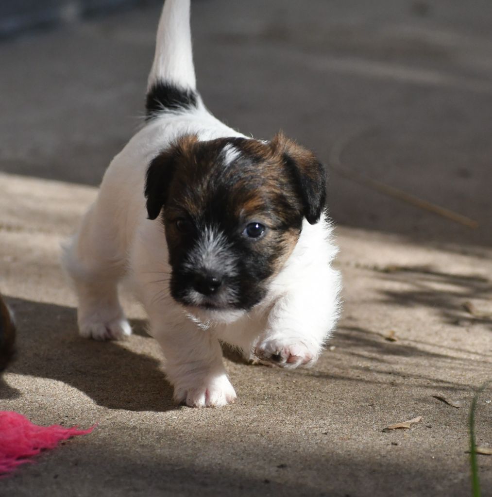 chiot Jack Russell Terrier Des Gerveilles