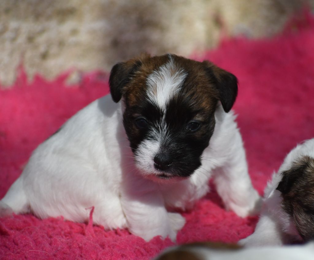 Des Gerveilles - Chiot disponible  - Jack Russell Terrier