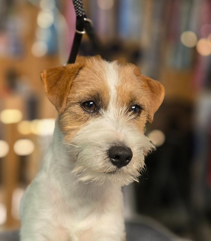 Jokister Valet de coeur