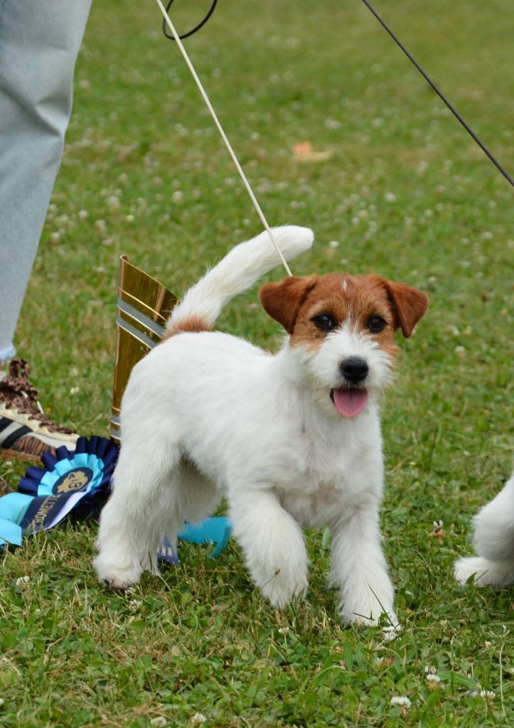 ATIKA BEST IN SHOW BABY