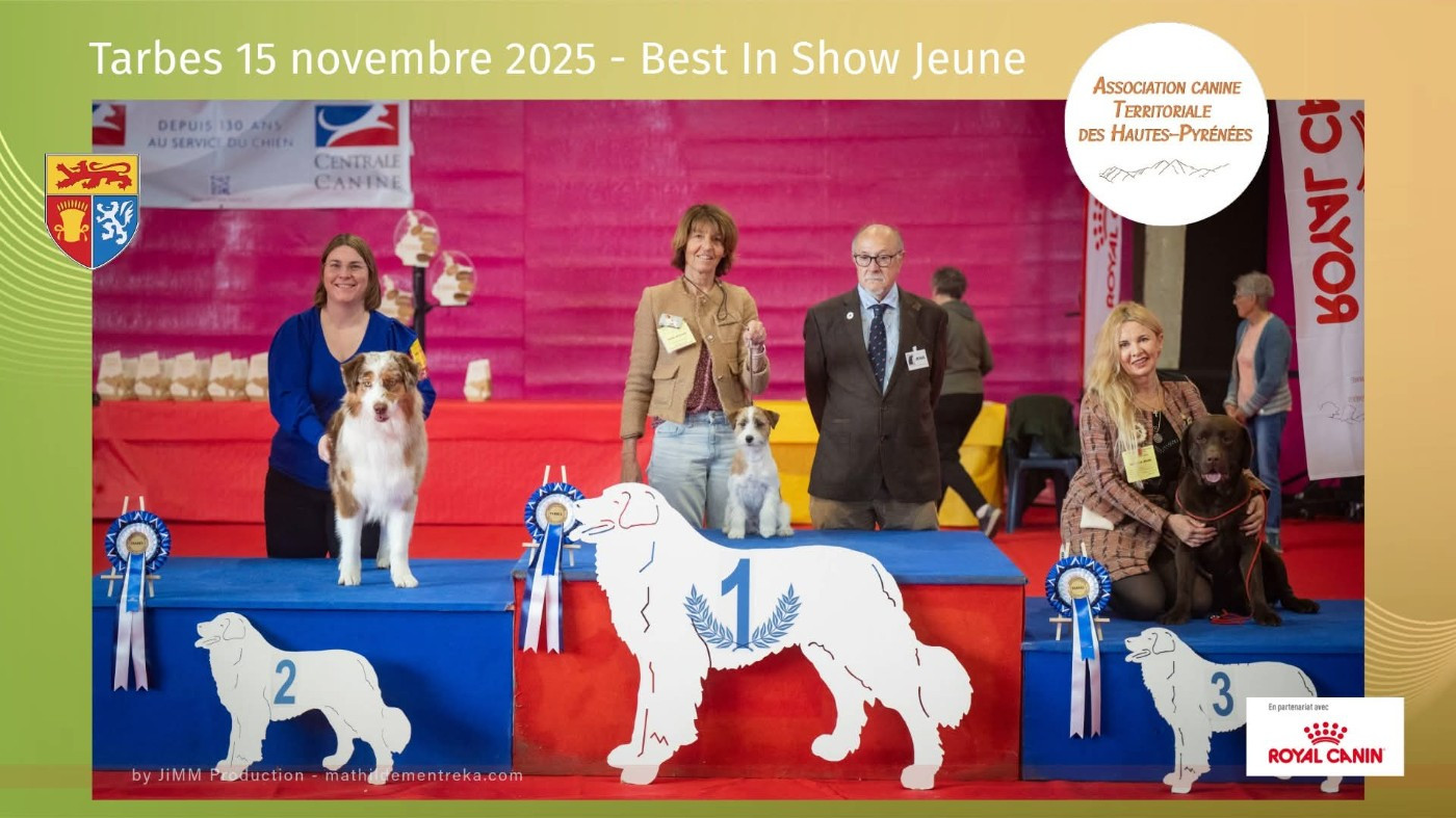 Des Gerveilles - BEST IN SHOW JEUNE Tarbes 2025