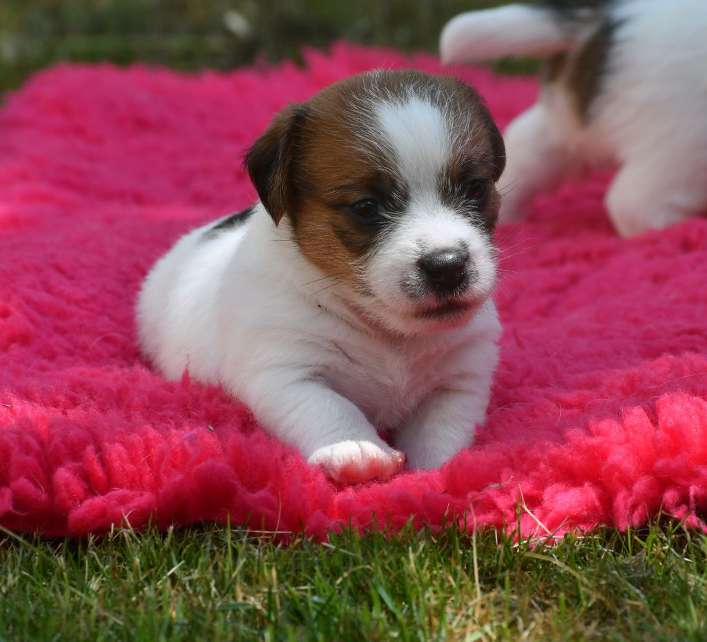 Des Gerveilles - Chiots disponibles - Jack Russell Terrier