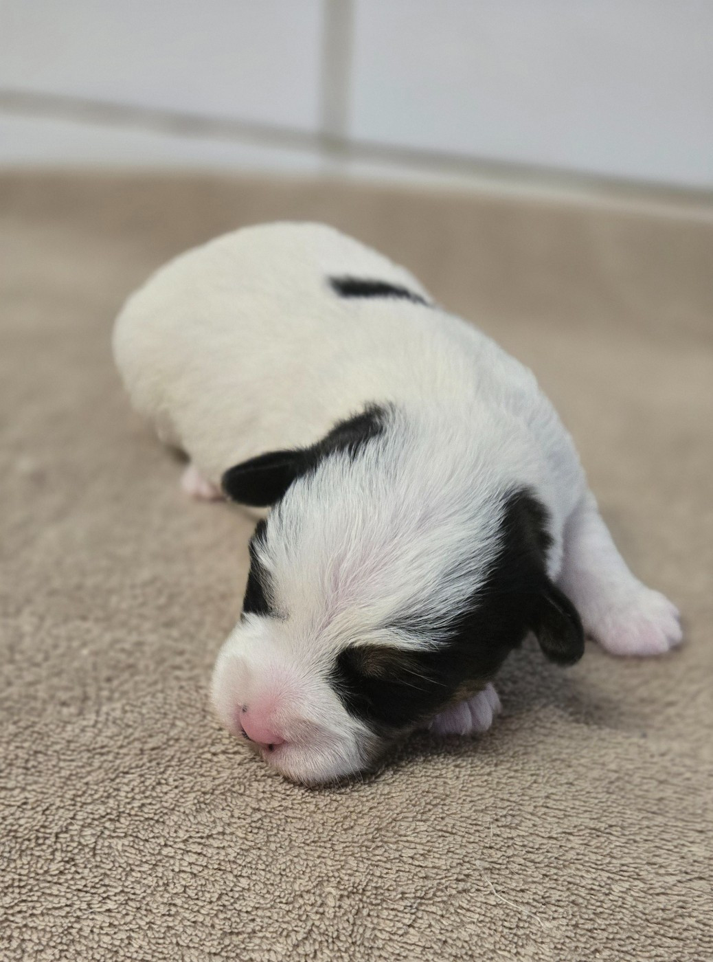 Des Gerveilles - Chiots disponibles - Jack Russell Terrier