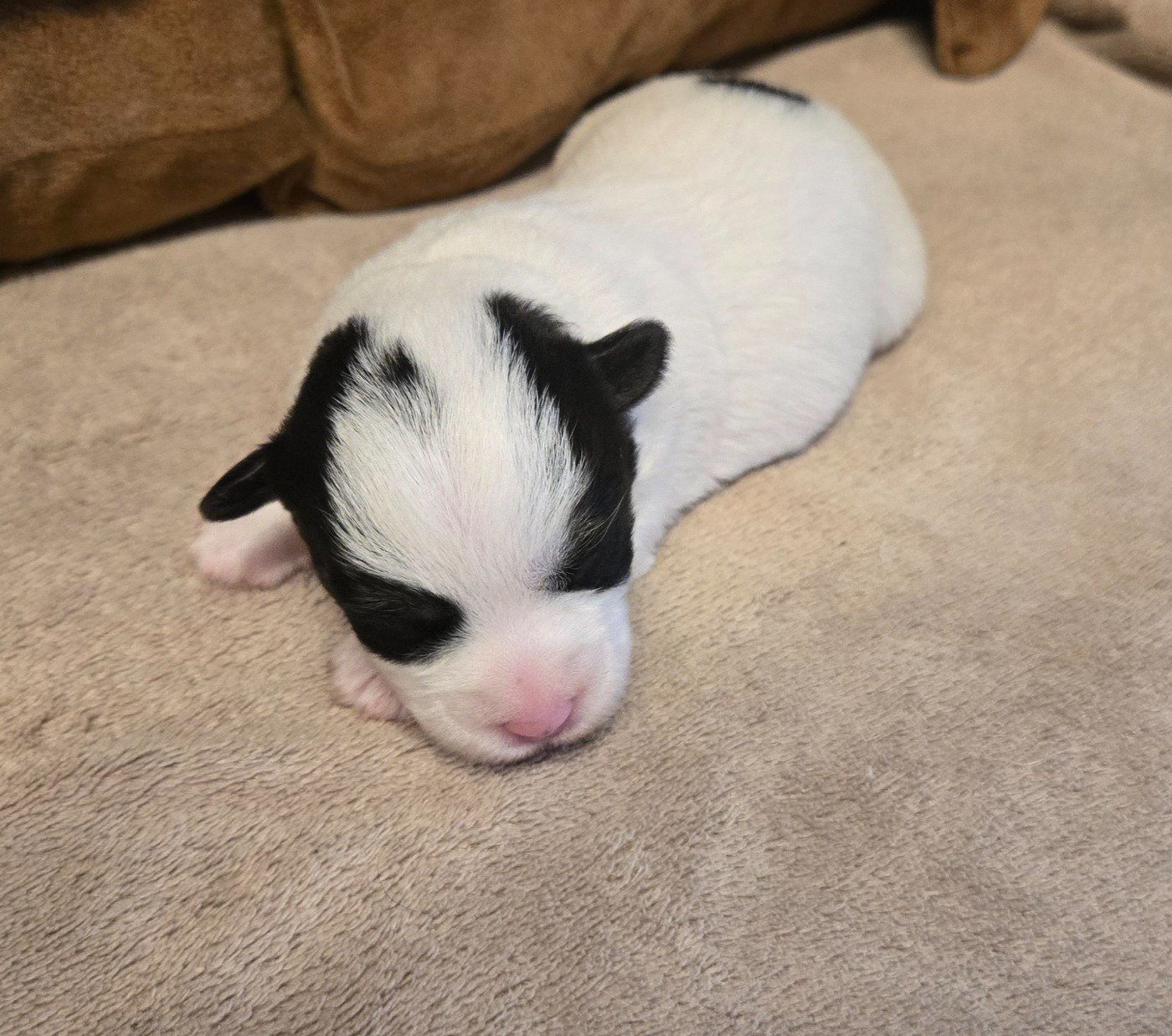 Des Gerveilles - Chiots disponibles - Jack Russell Terrier