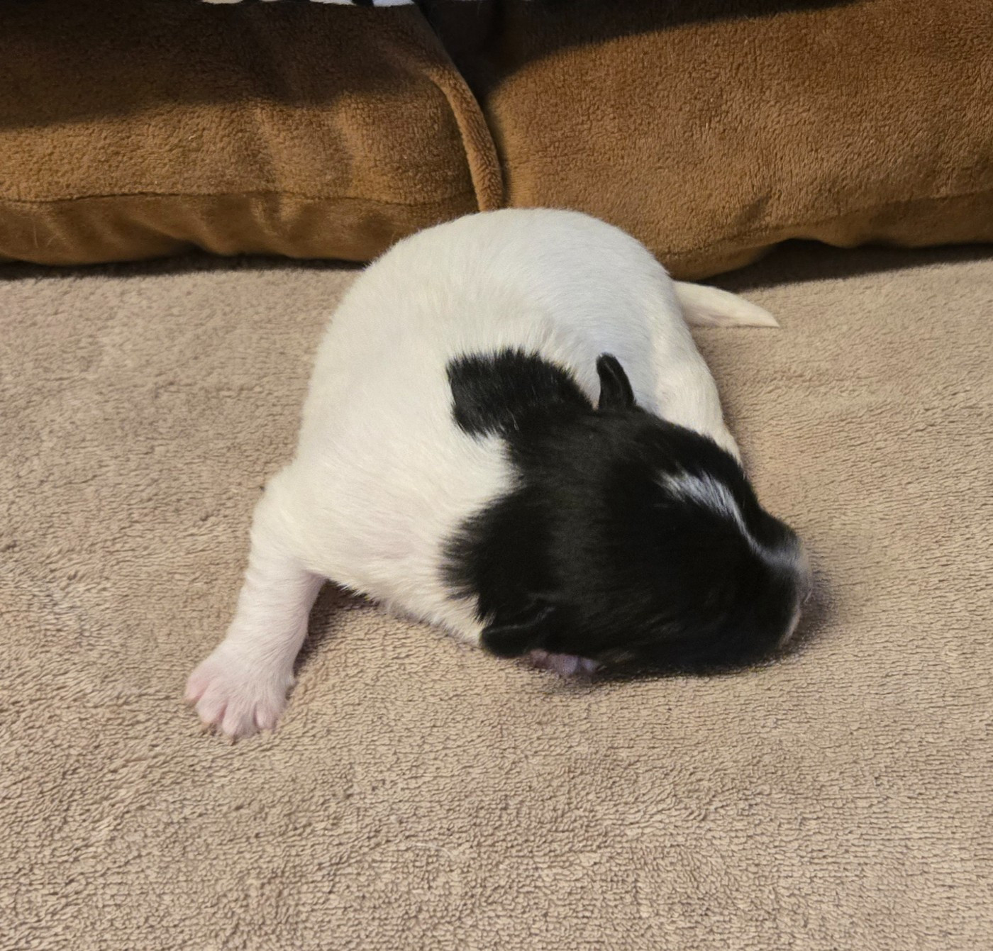 Des Gerveilles - Chiots disponibles - Jack Russell Terrier