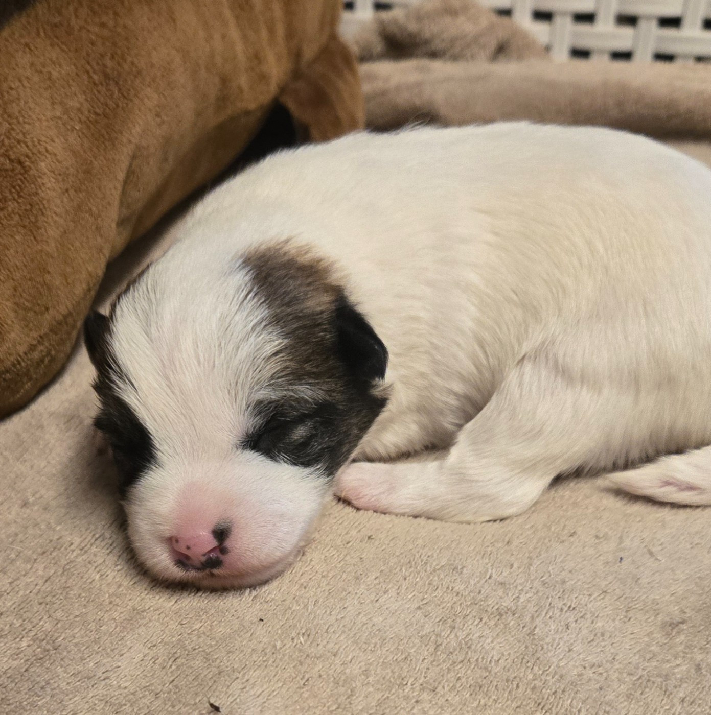 Des Gerveilles - Chiots disponibles - Jack Russell Terrier