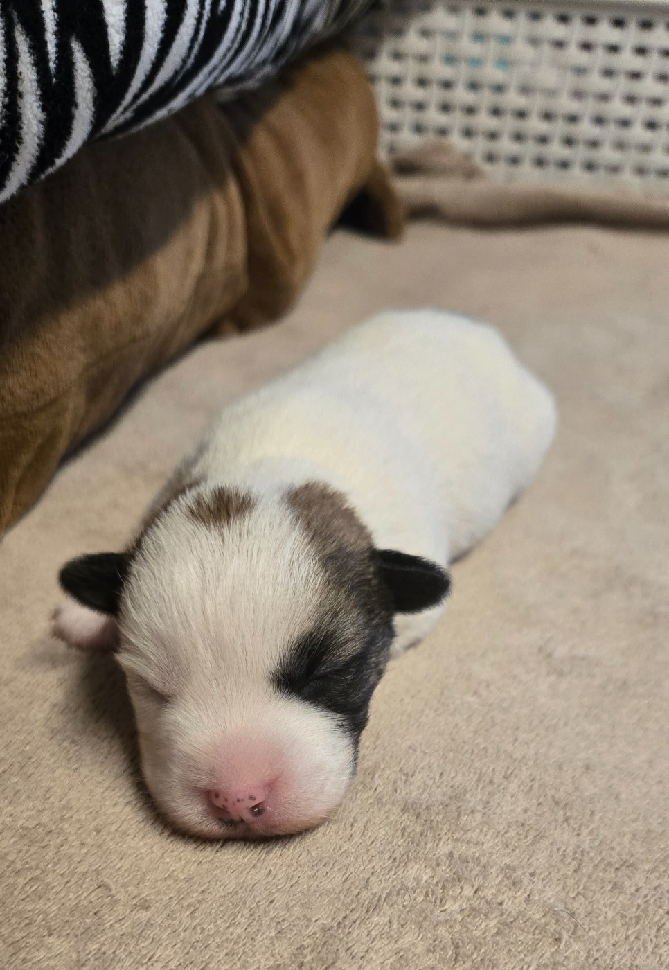 Des Gerveilles - Chiots disponibles - Jack Russell Terrier