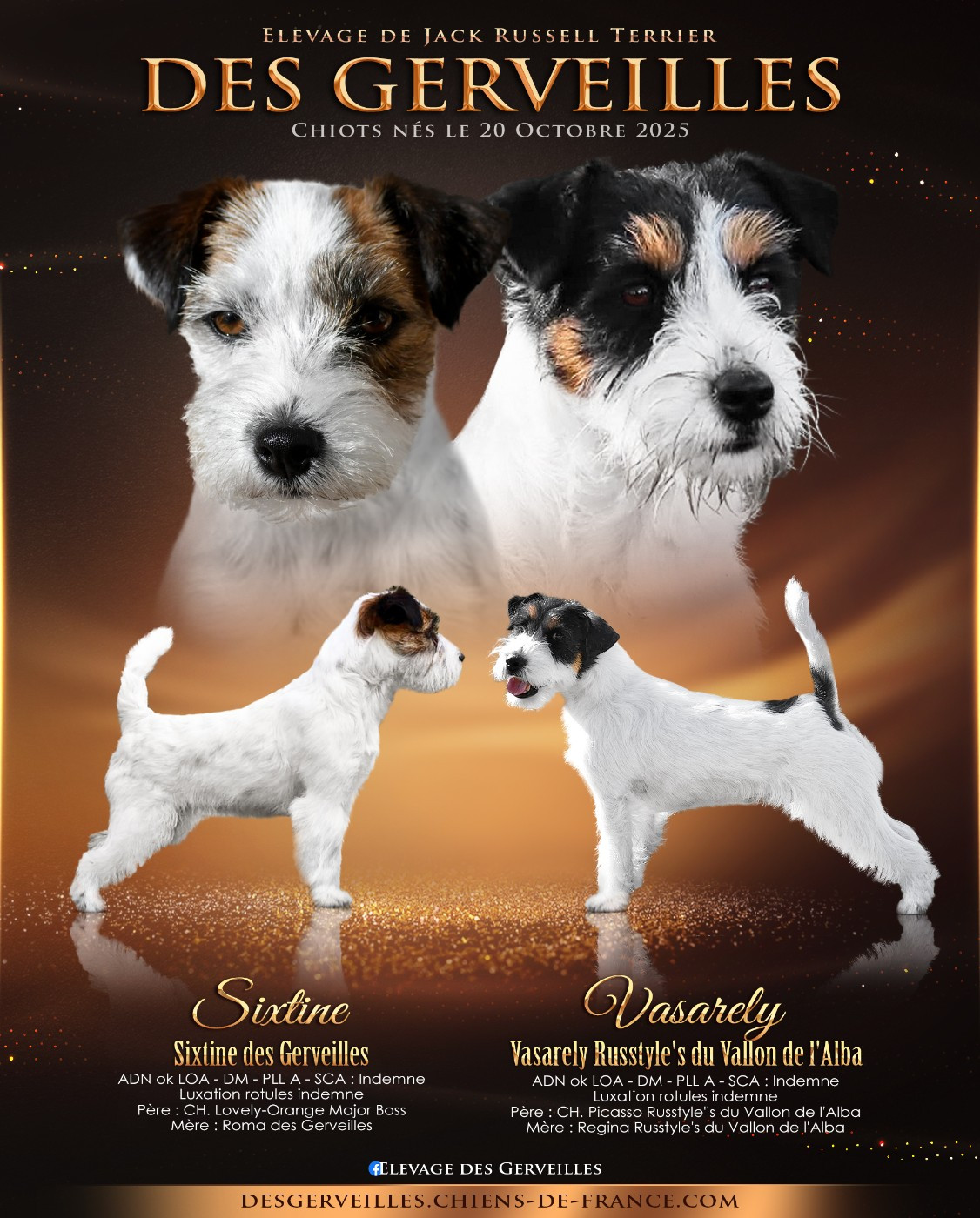 Des Gerveilles - Jack Russell Terrier - Portée née le 20/10/2025