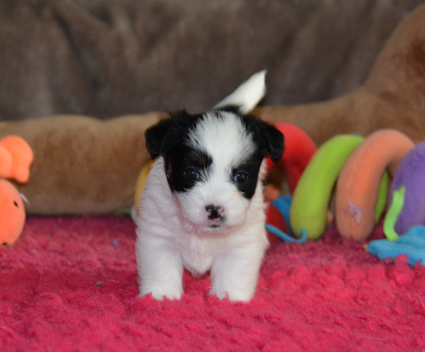 Des Gerveilles - Chiots disponibles - Jack Russell Terrier
