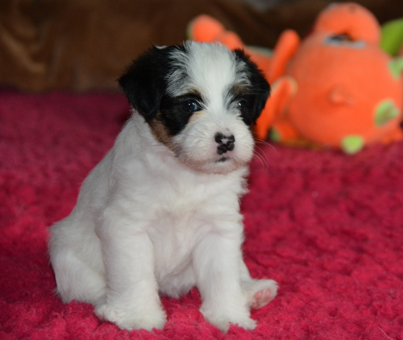 Des Gerveilles - Chiots disponibles - Jack Russell Terrier