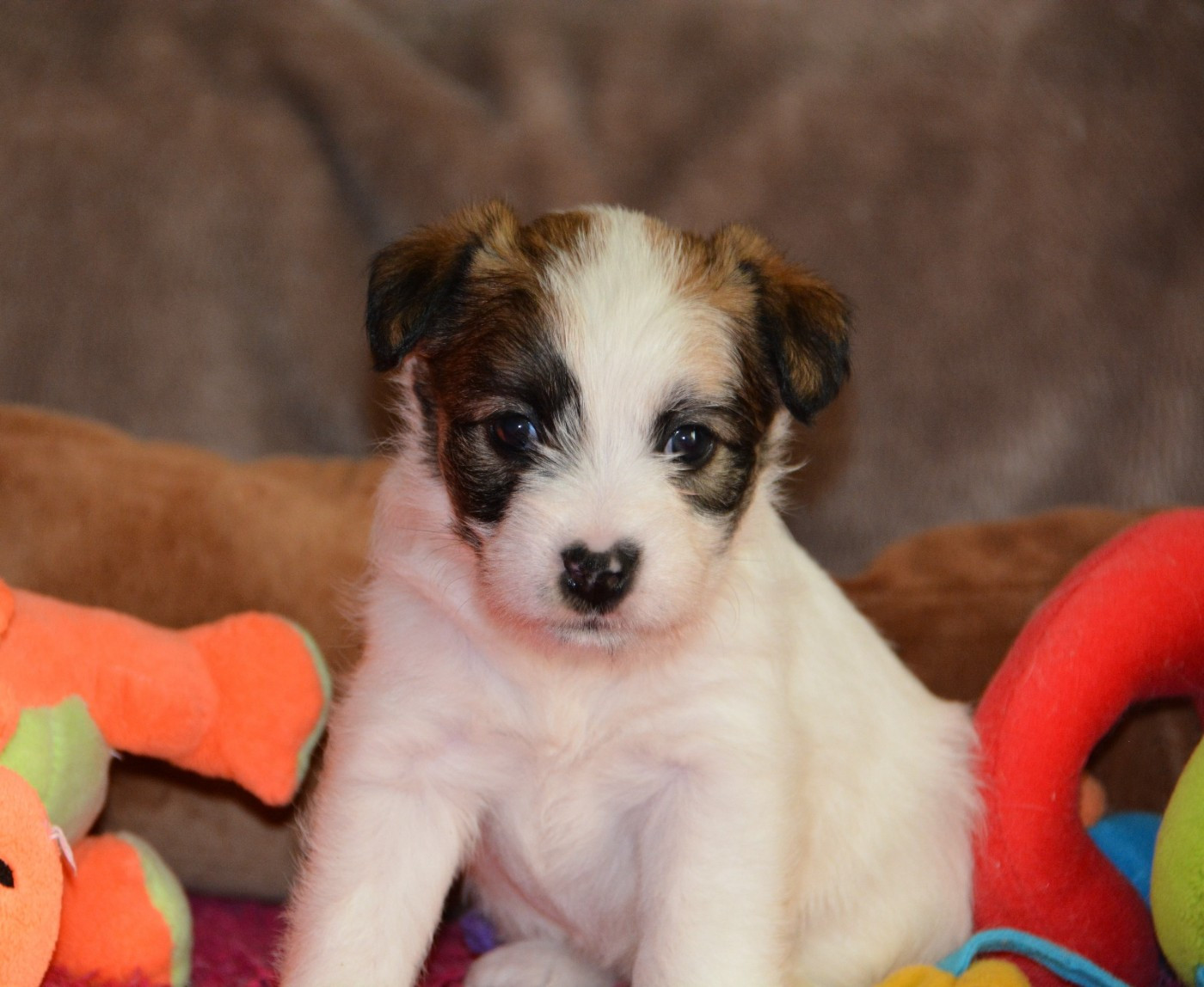 Des Gerveilles - Chiots disponibles - Jack Russell Terrier