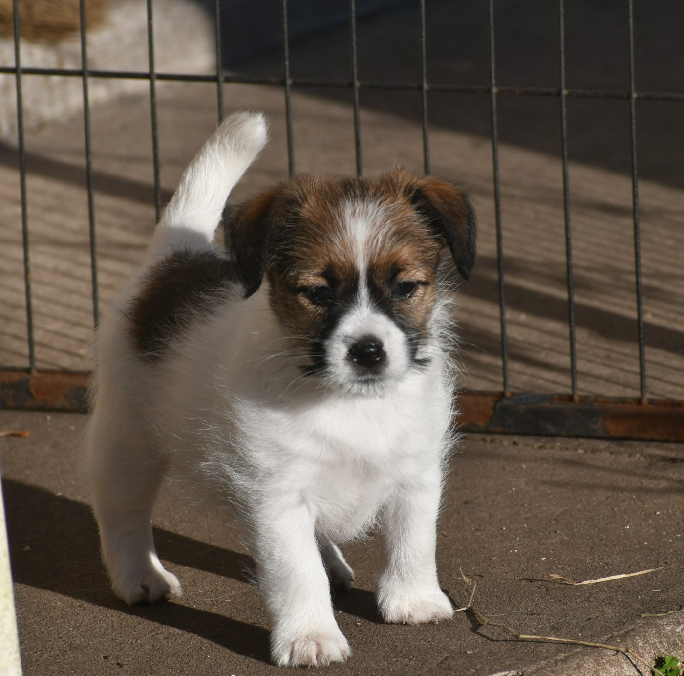 Des Gerveilles - Chiots disponibles - Jack Russell Terrier