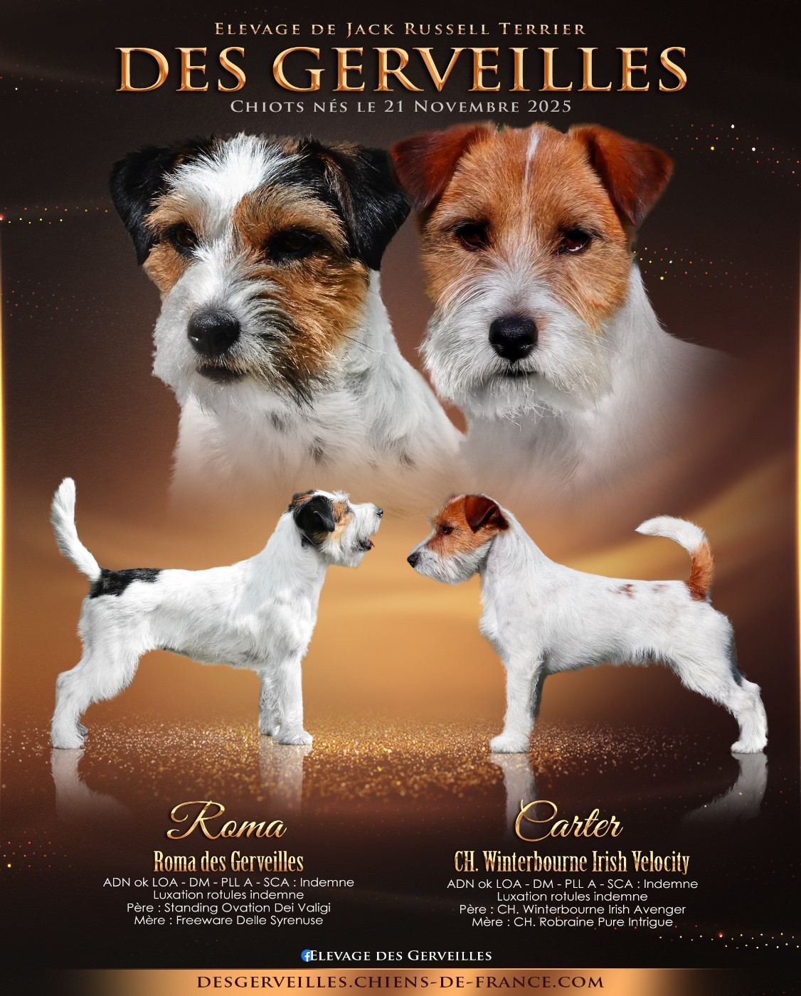 Chiot Jack Russell Terrier Des Gerveilles