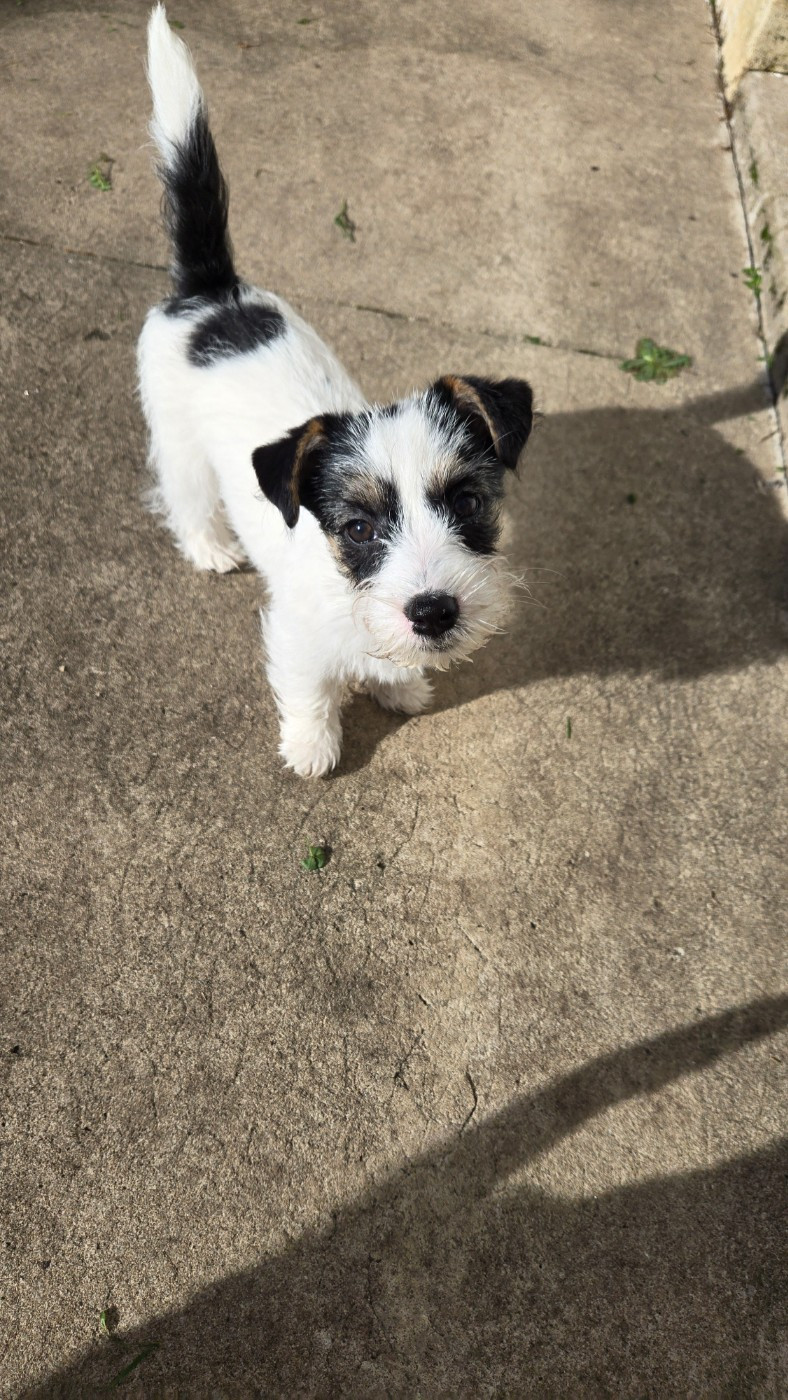 Des Gerveilles - Chiots disponibles - Jack Russell Terrier