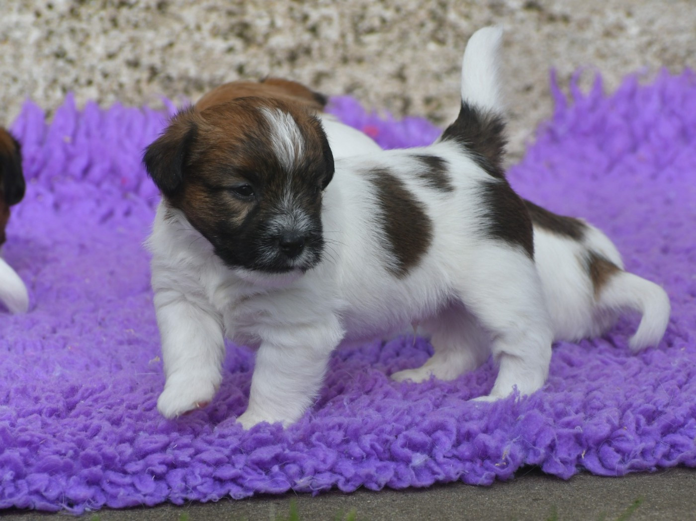 Des Gerveilles - Jack Russell Terrier - Portée née le 24/01/2026