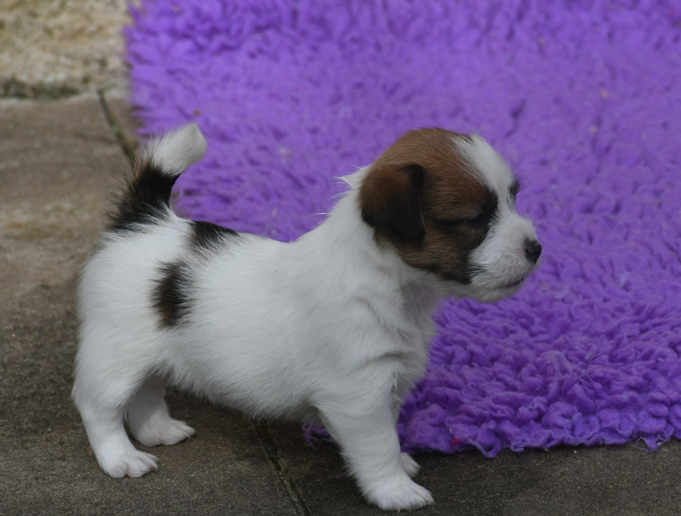 Des Gerveilles - Jack Russell Terrier - Portée née le 24/01/2026