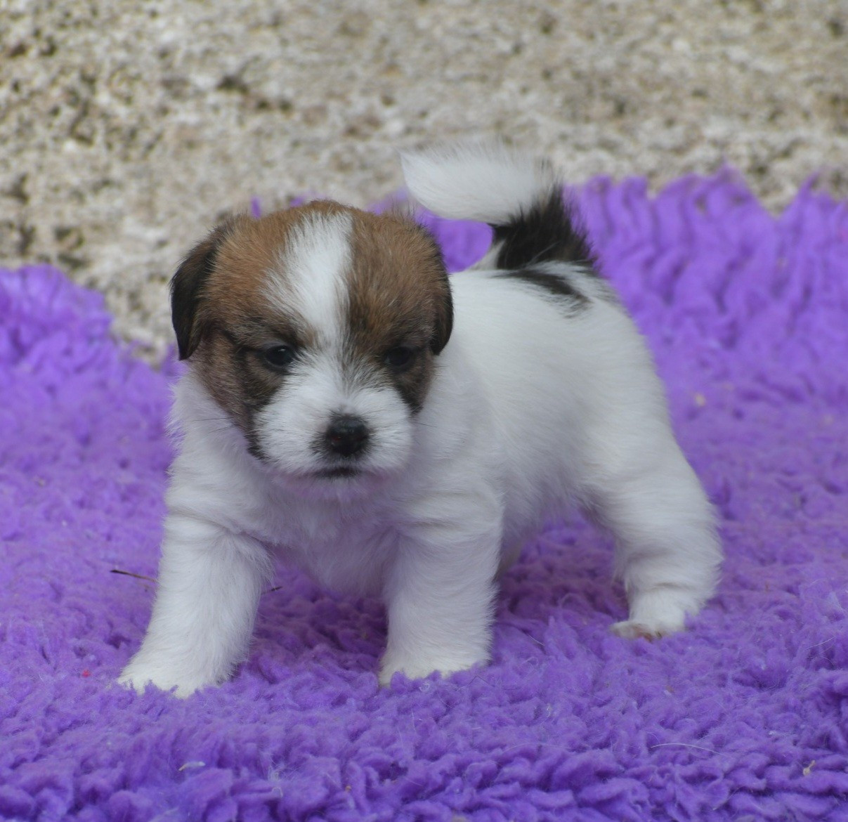 Des Gerveilles - Chiots disponibles - Jack Russell Terrier
