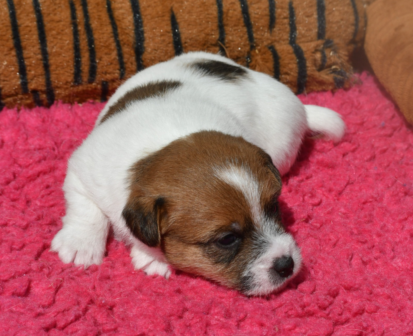 Chiot Jack Russell Terrier Des Gerveilles