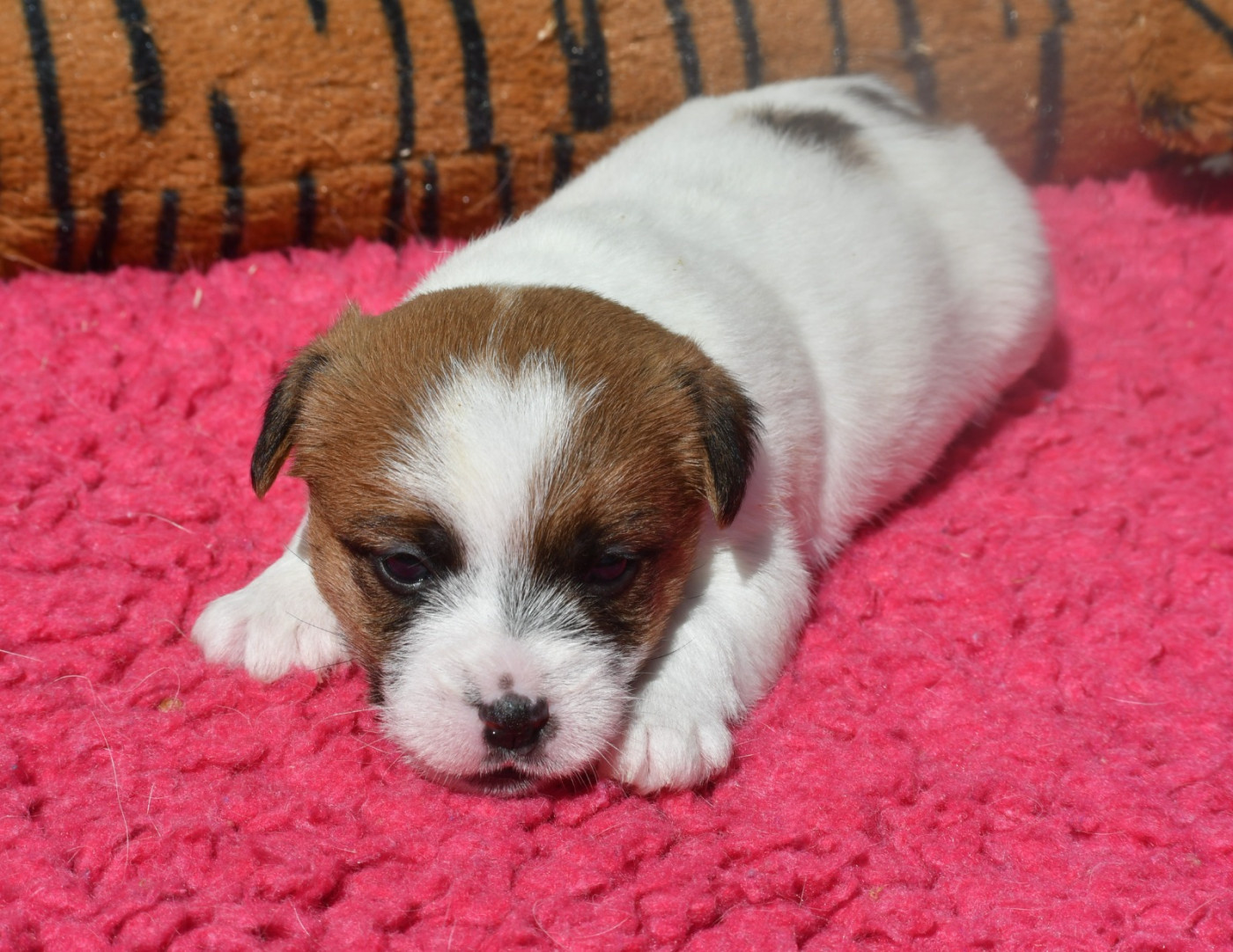Des Gerveilles - Chiots disponibles - Jack Russell Terrier