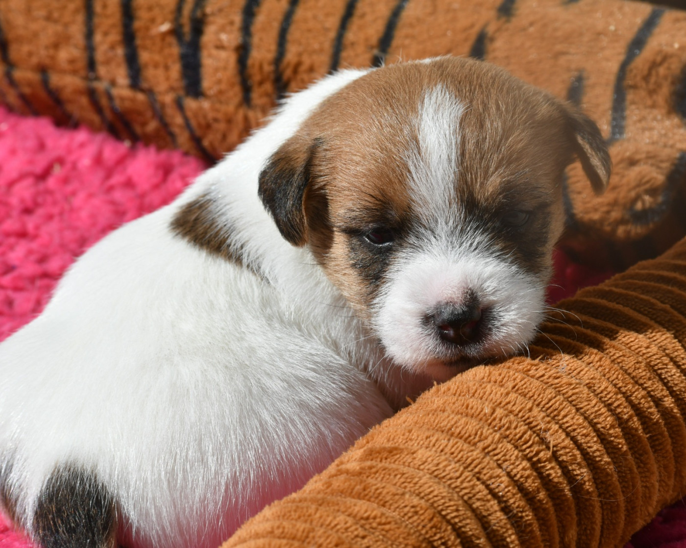 Des Gerveilles - Chiots disponibles - Jack Russell Terrier