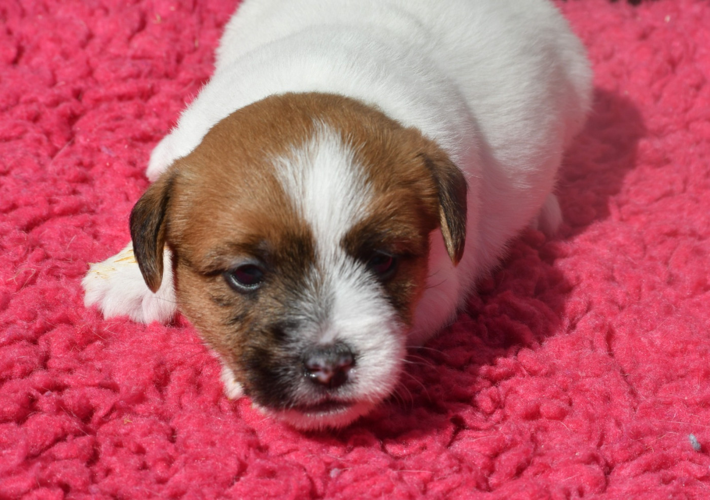 Des Gerveilles - Chiots disponibles - Jack Russell Terrier