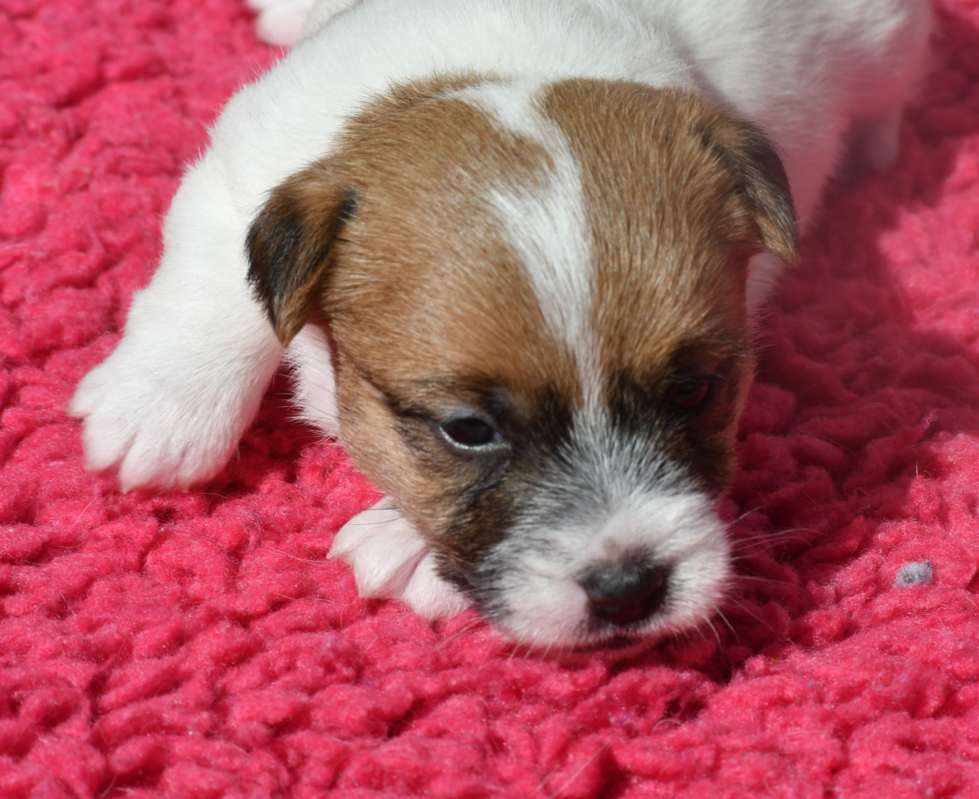 Des Gerveilles - Chiots disponibles - Jack Russell Terrier