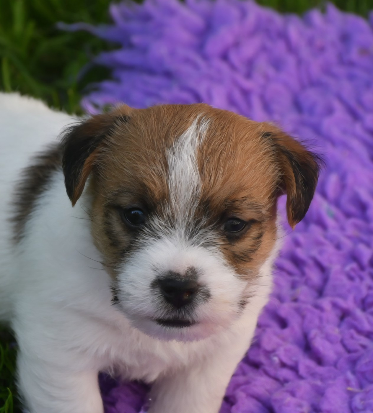 Des Gerveilles - Chiots disponibles - Jack Russell Terrier