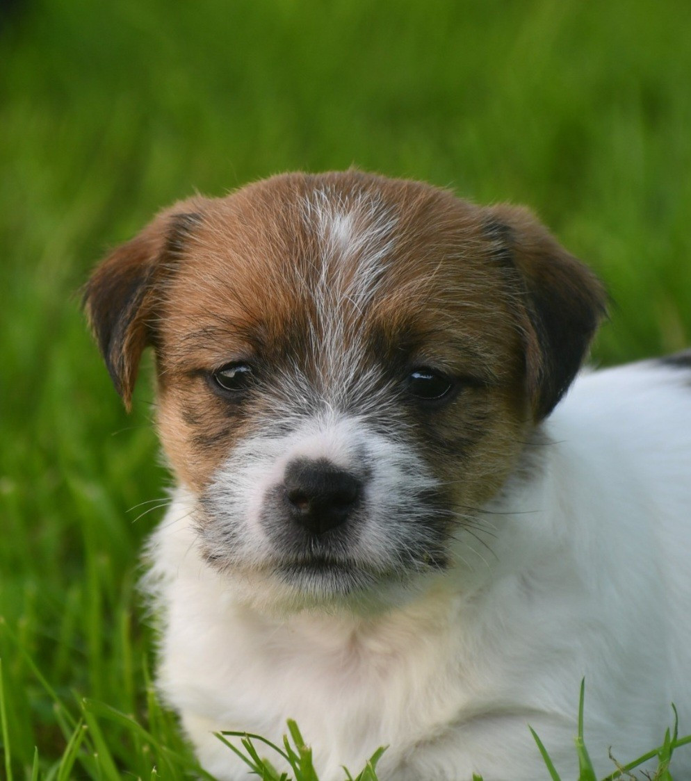 Des Gerveilles - Chiots disponibles - Jack Russell Terrier