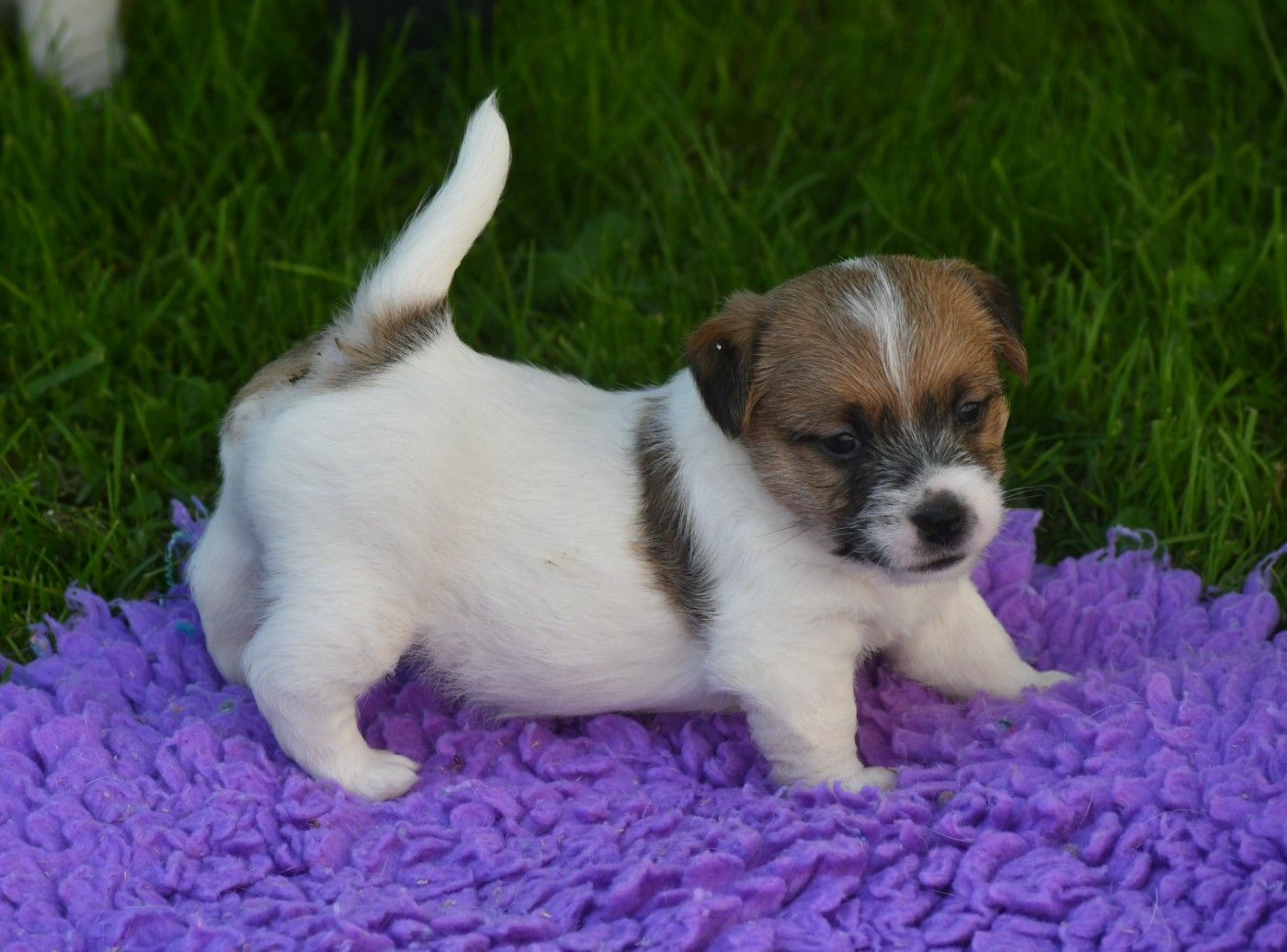 Des Gerveilles - Chiots disponibles - Jack Russell Terrier