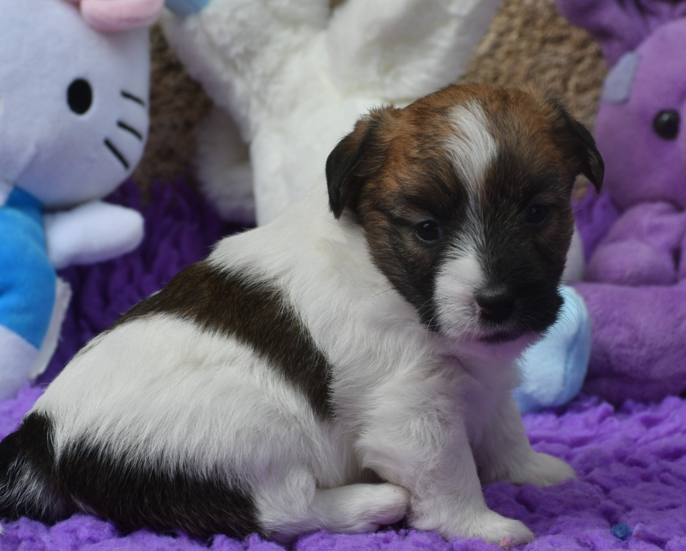 Des Gerveilles - Chiots disponibles - Jack Russell Terrier