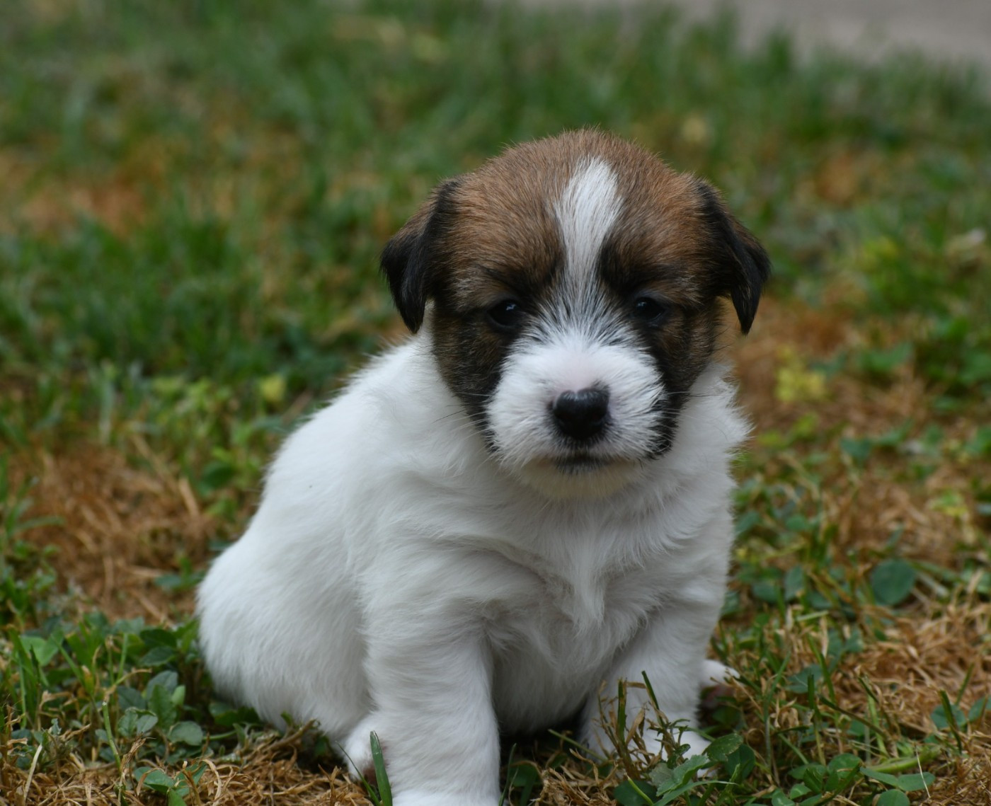Des Gerveilles - Chiots disponibles - Jack Russell Terrier