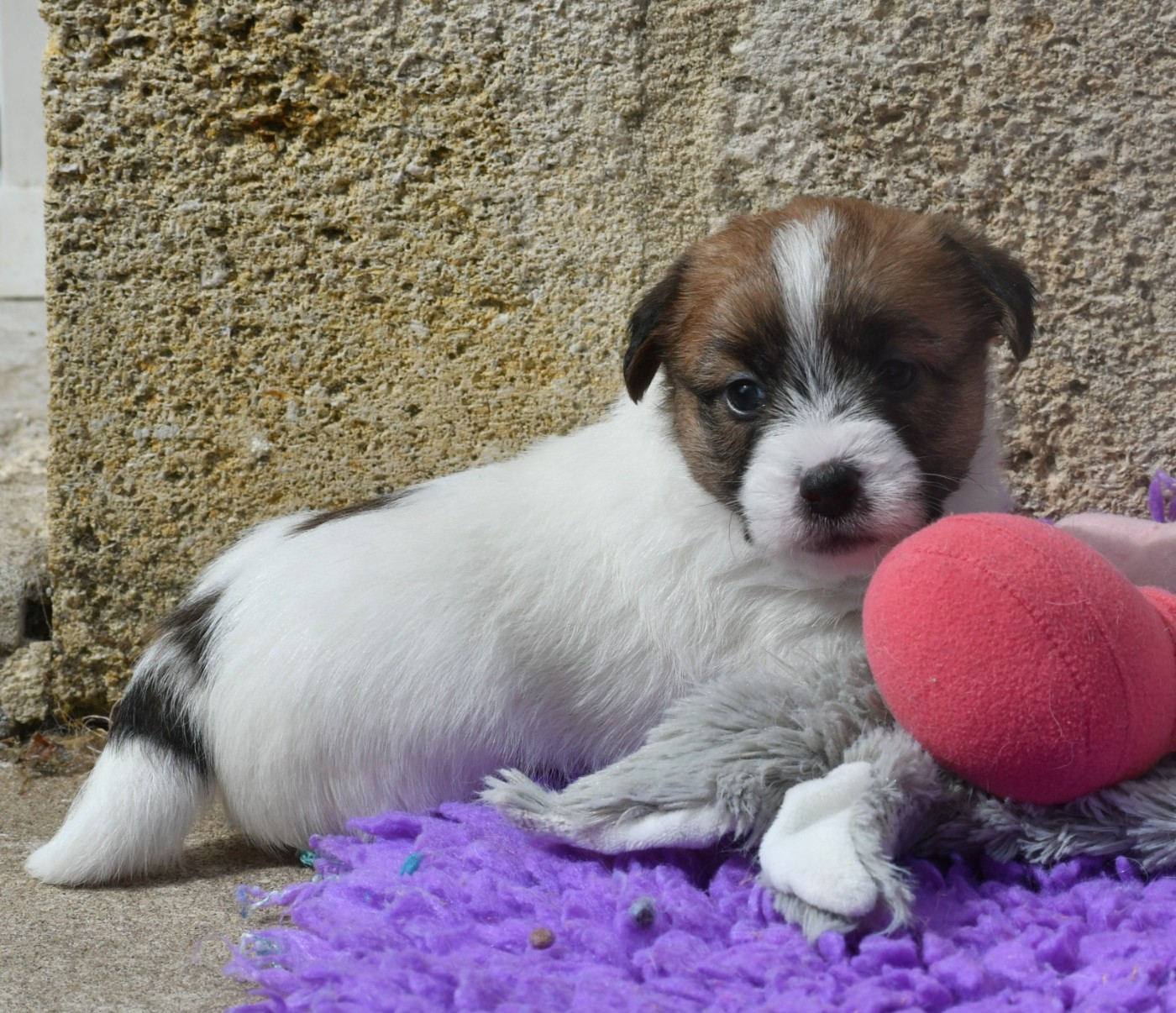 Des Gerveilles - Chiots disponibles - Jack Russell Terrier