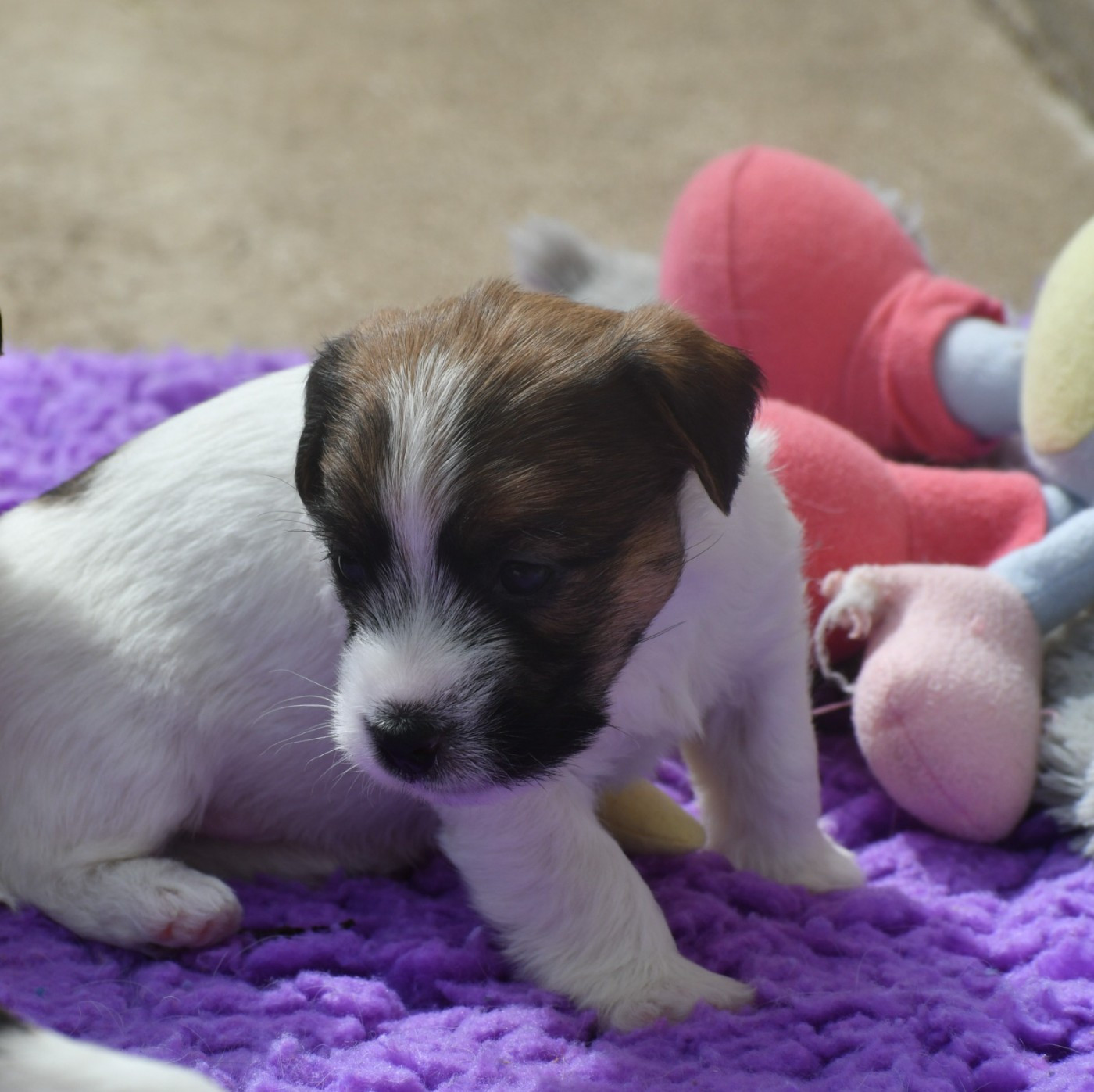 Des Gerveilles - Chiots disponibles - Jack Russell Terrier