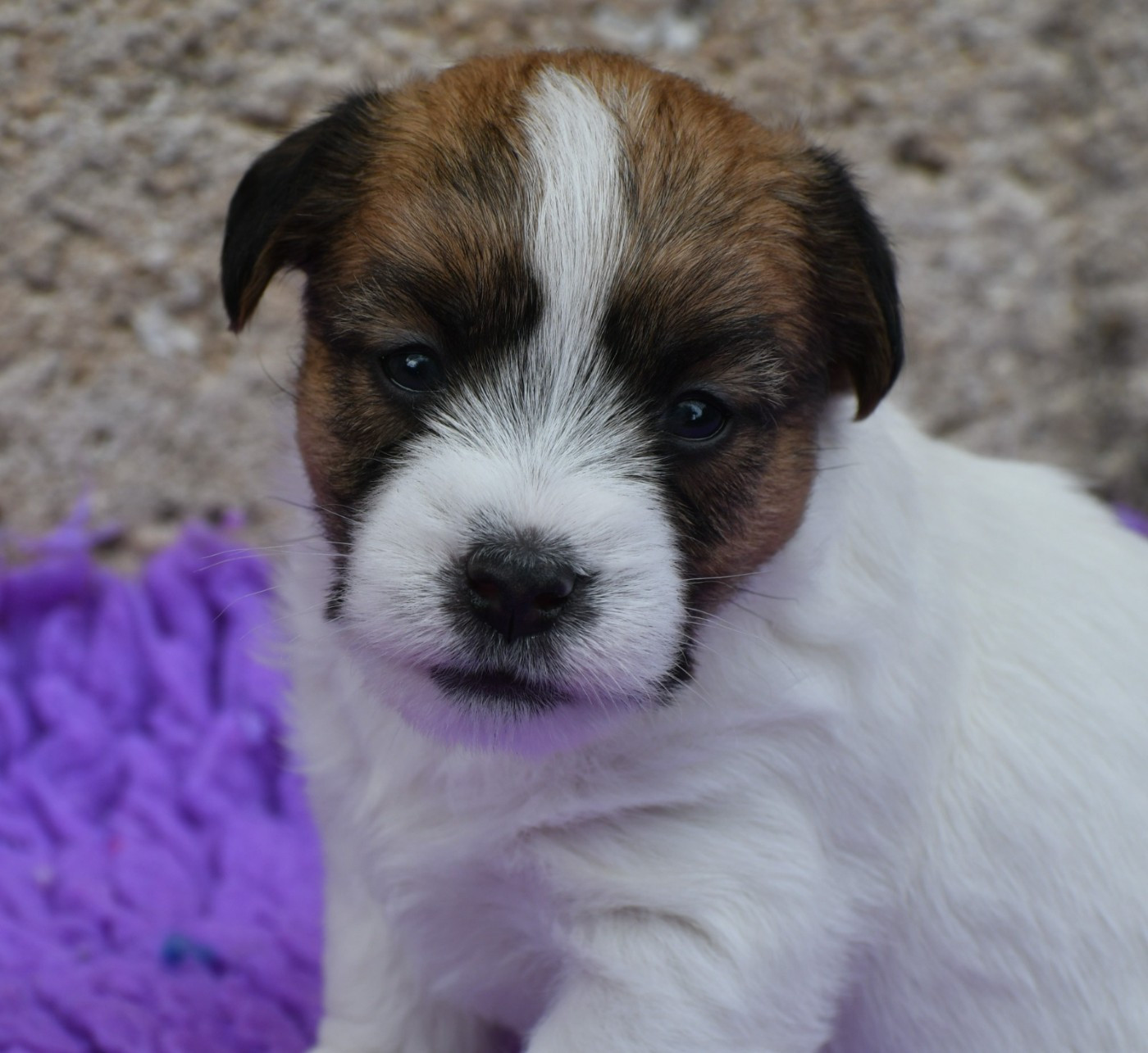 Des Gerveilles - Chiots disponibles - Jack Russell Terrier