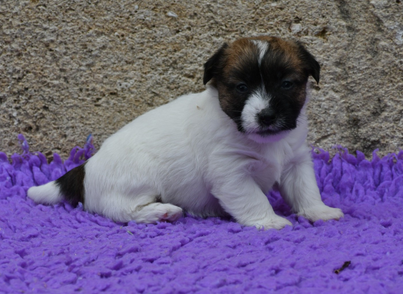 Des Gerveilles - Chiots disponibles - Jack Russell Terrier