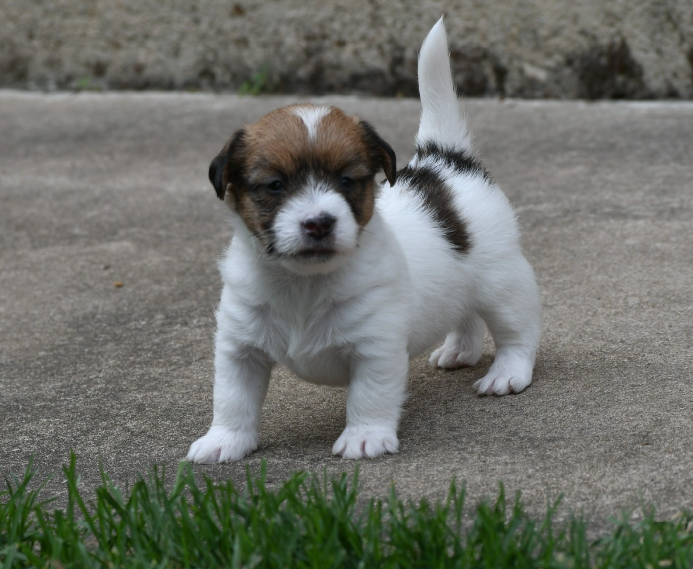Des Gerveilles - Chiots disponibles - Jack Russell Terrier