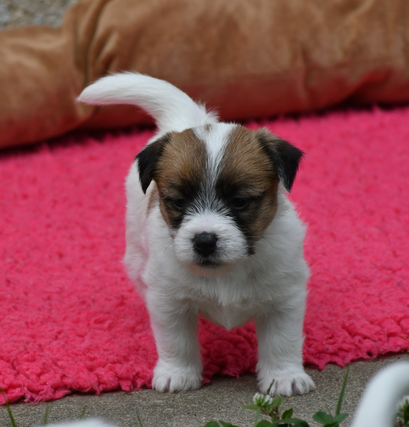 Des Gerveilles - Chiots disponibles - Jack Russell Terrier