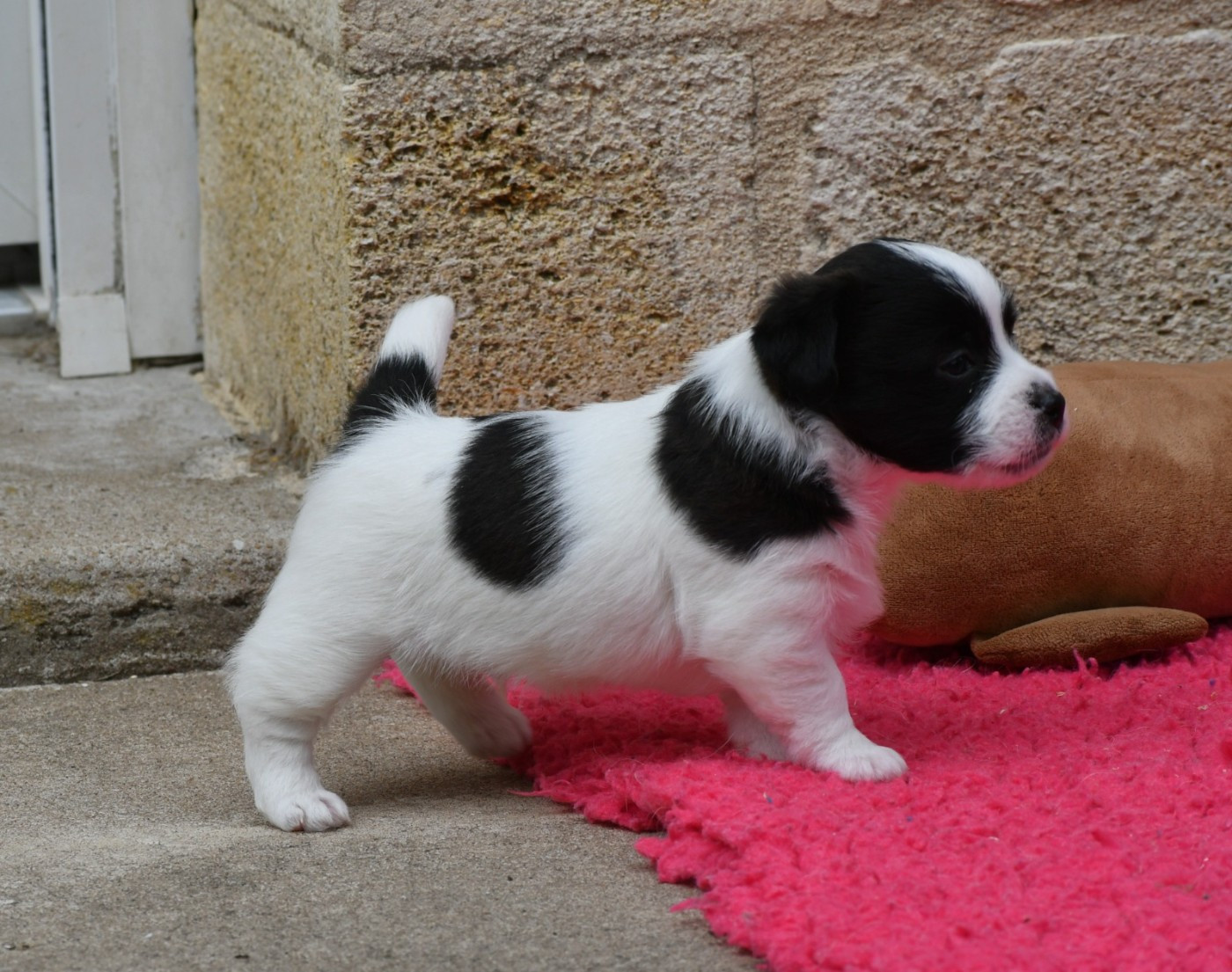 Des Gerveilles - Chiots disponibles - Jack Russell Terrier